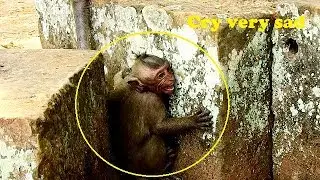 It so sad..Timo poor little monkey cry loudly very sad hide behind stone much angry Tima