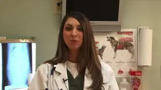 Veterinary Passion: Enhancing the Human-Animal Bond