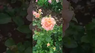 Роза 🌹 флорибунда Доктор Джо.