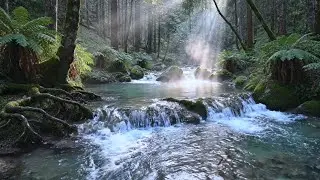 Quiet River Water Sounds and Birds Singing Together | Relaxing Nature Sounds for Sleep & Quiet Rest