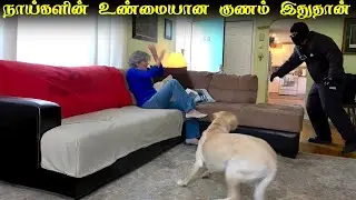மனிதனுக்கும் நாய்க்கும் நடக்கும் போர் 💥 Dog vs Human | Street Dog Issue | iR Tamil 2.0