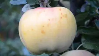 Яблоня Рубинола