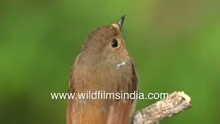 Small Niltava female calls out in middle Himalayan forest, blue shoulder stripe prominently visible