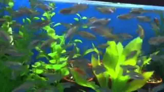 Skiffia Francesae colony