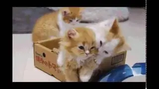 Animals Play Fighting