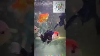 High Quality Oranda Goldfish | Show Grade Aquarium Fish | SAI DELIGHT AQUARIUM 🐠✨ contact 9738263923