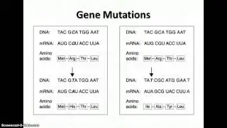 Unit 7 Notes - Mutations