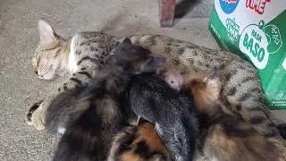 Tingkah Lucu Anak Kucing Berebut Minum Susu 