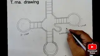 How to Draw tRNA Diagram | Easy Biology Drawing for Students