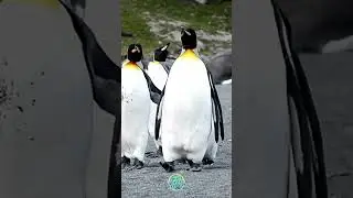 Why do penguins waddle?