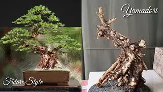 How to make Bonsai from Yamadori Part 1 (Episode #13)
