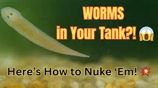 Planarian Worms In Your Aquarium? How To Get Rid Of Them FAST!