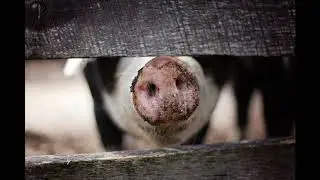 Gronik - Boar Mating Season