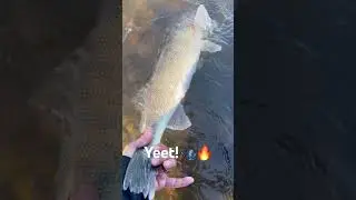 Metro 25&rdquo; walleye #Yeet!🎣🔥