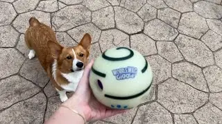 Wobble Wag Giggle Ball | Does It Really Work?