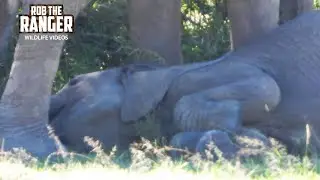 Relaxing with Elephants | Lalashe Mara Ripoi Safari