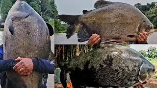 ESSE LUGAR &Eacute; FORA DO NORMAL- SAIU SO PEIXE GRANDE
