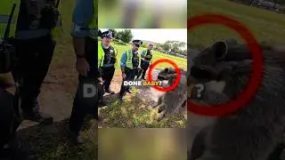 Cops Are Stunned By Raccoon! 😂