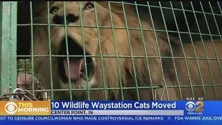 Wildlife Waystation's Big Cats Moved To New Home In Midwest