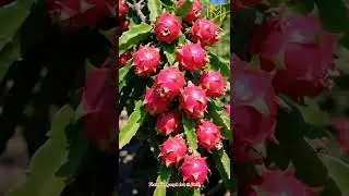 The Most Stunning Exotic Superfruit #shorts #viralvideos #youtubeshorts #dragonfruit #exotic #fruit