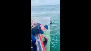U.S. Coast Guard rescues distressed dog treading water off the NC coast
