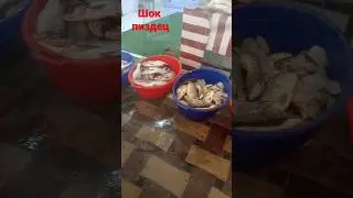 🐟🦈🤲рыба сазан Bella mur Самаркандский базар деска дамарик декон бозор🙊