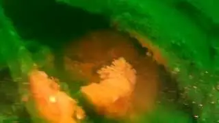 SS  Alice Taylor, Great Yarmouth BSAC wreck dive Sea Palling