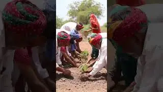 Rajasthan Turns Green: Villagers Unite to Plant Trees in the Desert 🌳🇮🇳