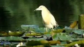 Ralreiger (Squacco Heron)