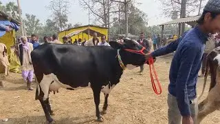 हर तरह की गाय यहां मिल जाती हैं।। Jarua ka pashu mela// cattle market// pashu mandi 