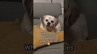 😢 #dog #puggle #cute #shorts