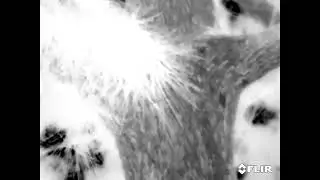 A tree trunk in thermal vision