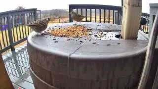 Helping backyard birds survive and thrive for winter storm 