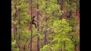 100% REAL SASQUATCH/BIGFOOT! Picture evidence