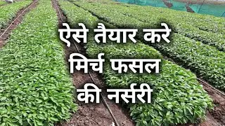 मेरे मिर्च फसल की नर्सरी, chilli nursery prepration.
