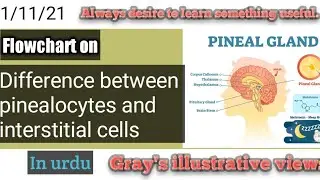 Difference between pinealocytes and interstitial cells | histology of pineal gland