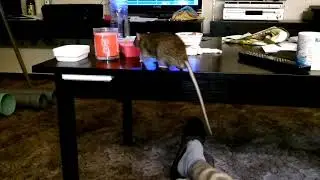 Wildratte Wusel - Holt eine Nuss vom Tisch
