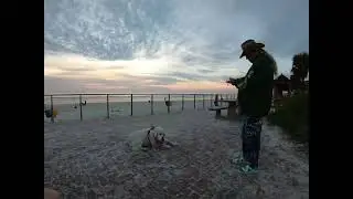 Golden Retriever Bobo meets the ocean but vertigo has him unable to realize a large body of water.