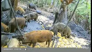 Porcada bruta se alimentando na ceva top demais!!!