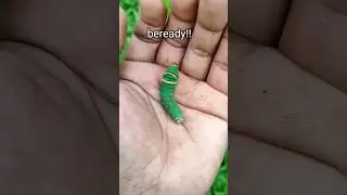 The moment the caterpillar 🦋 😍 releases its horn #funnyshorts #shorts #caterpillar