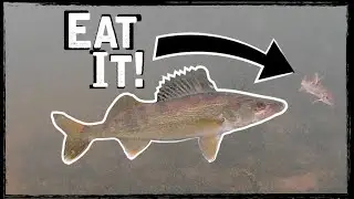 So Many Walleyes! -  Ice Fishing Walleyes + Underwater Footage