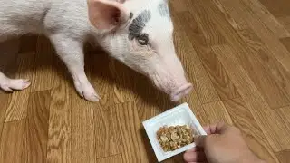 マイクロブタに初の納豆あげてみたら…