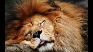 10 самых быстрых сухопутных животных   10 fastest land animals