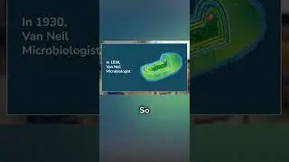 What HAPPENS When Water Meets Carbon Dioxide in Photosynthesis?