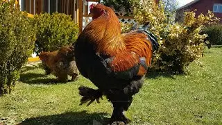 What a Giant Rooster of Brahma Chicken - Video 4K