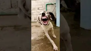 😤 Aggressive Puppy Sound | Real Angry Reaction & Growling | The Animal Behavior Studio
