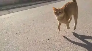 jogging with my nanak meow..