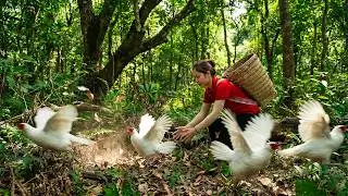 [TIMELAPSE] - Harvesting 1000+ Pheasant White Chickens In The Forest, Silverberry  Go To Sell