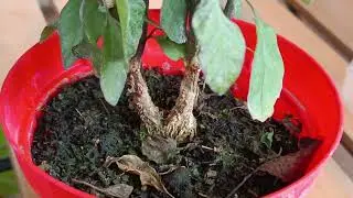 Come potare i peperoncini per l'inverno