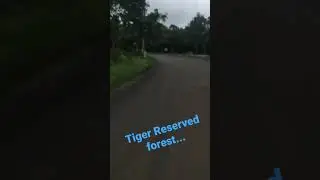 #tiger reserved forest#nallamallaforest #love #nechar #music #feel #youtubeshorts #